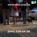 Плитка тактильная с косыми полосами ПТ0330 - низкая цена в грн, в т.ч. с НДС, доставка по Украине